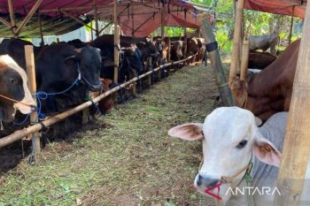 Ketersediaan suplai kunci jaga stabilitas harga saat Idul Adha