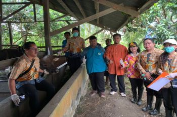 Disnakeswan Mimika pastikan kesehatan hewan kurban jelang Idul Adha 1445 H