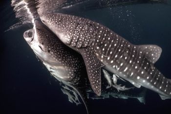 Rumah warga di Teluk Saleh NTB direnovasi jadi homestay pengamatan hiu paus