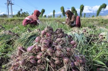 Tajuk ANTARA NTB - Gudang penyimpan, harapan baru untuk petani bawang merah NTB