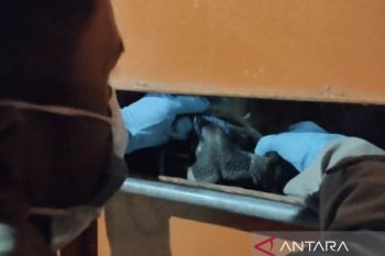 jumlah sapi dan kambing menyeberang ke Babel meningkat signifikan