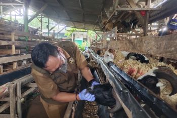 Jelang Idul Adha, Pemkot Bandarlampung cek kesehatan hewan kurban