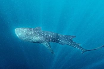 New whale sharks found in Central Papua's Cendrawasih Bay