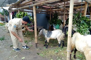 Sebanyak 84 ekor hewan kurban siap dipotong saat Idul Adha di Kota Mataram