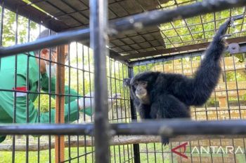 BPBD Muba selamatkan dan evakuasi seekor siamang