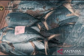 Pastikan keamanan-kesehatan ribuan ikan di Pelabuhan Bitung