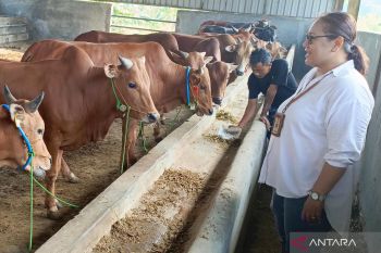 Antrean kurban di RPH Kota Semarang capai 155 ekor