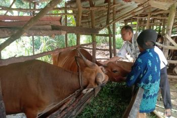 DKPP Bintan Kepri fasilitasi penerbitan surat keterangan kesehatan hewan kurban