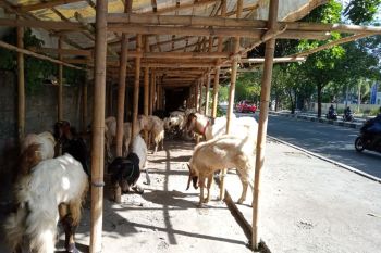 Lebih utama mana kurban kambing atau patungan sapi?