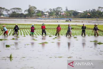 Refocusing anggaran pertanian hadapi El nino