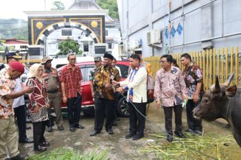 Pemkot Jayapura serahkan 10 ekor sapi kurban Idul Adha