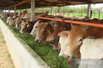 Ditendang sapi kurban, warga Tanah Datar Sumbar meninggal dunia
