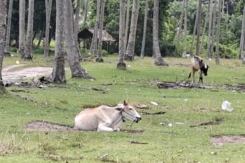 PDHI Lampung lakukan pemeriksaan hewan kurban setelah dipotong
