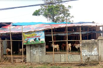 PDHI Lampung minta penjual hewan kurban perhatikan kebersihan lapak