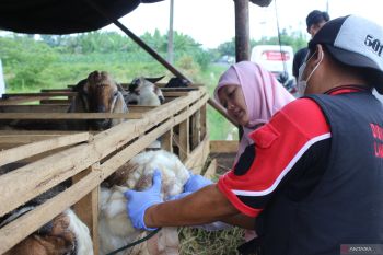 Pemkab Lampung Selatan terjunkan 145 petugas pantau kesehatan hewan kurban