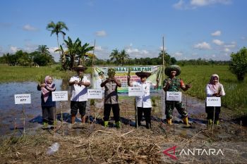 Wabup HST tanam padi bersama Poktan Pematang Indah di Desa Wawai Gardu
