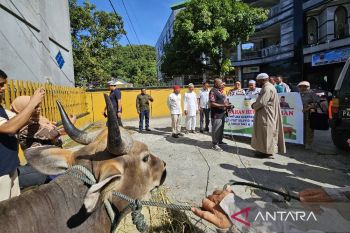 Pemprov serahkan 12 ekor sapi untuk empat daerah Papua