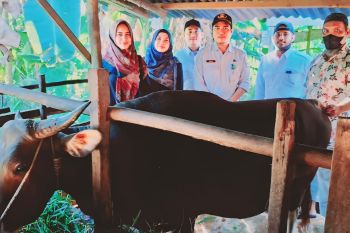 Jokowi berkurban dua ekor sapi di Kepri