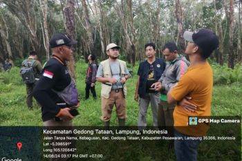BKSDA bentuk tim cari keberadaan Kucing Emas berkeliaran di PTPN 7 Pesawaran