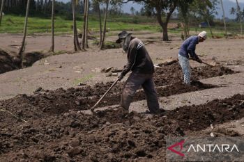 Warga Tanah Datar memilih bertanam ubi di area terdampak banjir bandang
