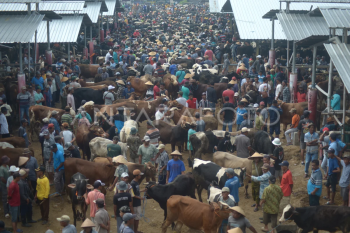 Harga sapi pedaging di Boyolali naik