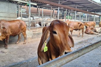 Wali Kota Depok ajak warga saat pembagian daging kurban tidak gunakan plastik