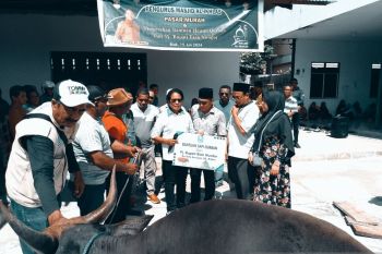 DPKP Biak sediakan kebutuhan hewan sapi kurban 800 ekor
