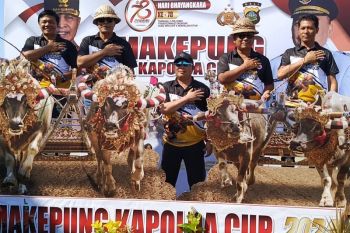 Polda Bali rayakan Hari Bhayangkara gelar pacuan kerbau