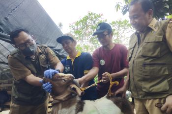 Kemenag Lampung imbau penyembelihan hewan kurban gunakan juleha