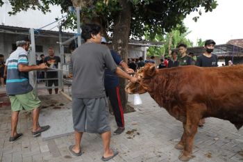 Bupati: Seluruh hewan kurban di Sleman penuhi syarat