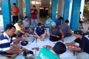 PWI Kalteng sembelih tiga hewan kurban dan dibagikan kepada warga