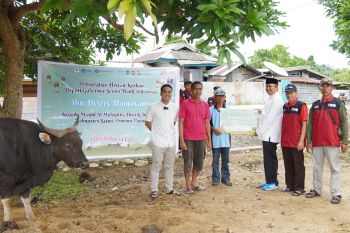 Bank Indonesia distribusi 19 hewan kurban di Tanah Papua
