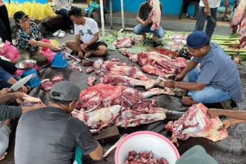 PT Pertamina salurkan 128 hewan kurban di Tanah Papua