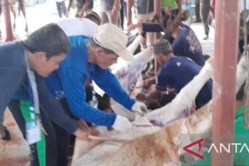 Bangka terima tambahan sapi kurban