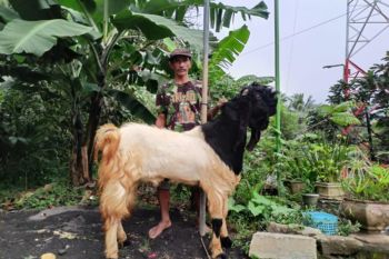 Berkat Pemberdayaan BRI, peternak kambing ini sukses kembangkan usahanya