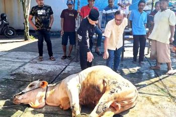 Jumlah hewan kurban Padang Panjang 620 ekor turun dari tahun lalu