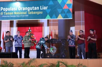 Wamen LHK: Populasi orang utan di Taman Nasional Sebangau meningkat