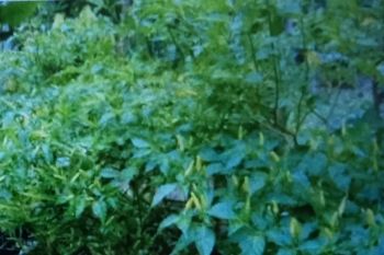 DPKP Biak gencarkan gerakan tanam cabai warga di kampung