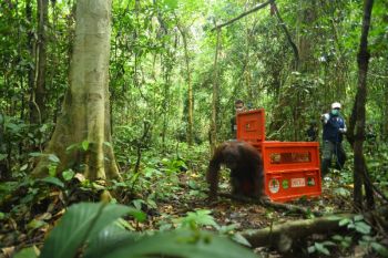 Empat orangutan dilepas liar di hutan lindung Kutai Timur