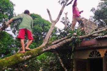 Pohon tumbang hingga timpa rumah warga di Bintan