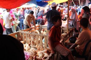 Pinsar soroti harga ayam hidup alami penurunan sejak awal Ramadhan