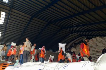 Bulog Lampung sebut telah serap 26.263 ton gabah petani