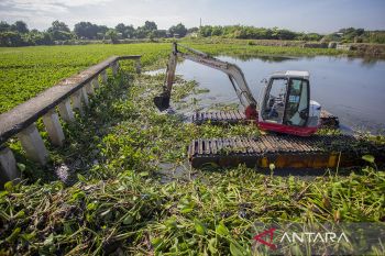 Pembersihan eceng gondok di Sungai Cimanuk Indramayu