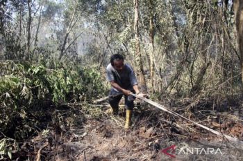 Luas karhutla Januari-Juni 2024 di Siak capai 19,79 hektare