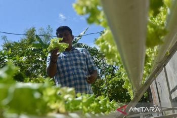 FOTO - Penyintas narkoba kembangkan pertanian hidroponik di Aceh Besar