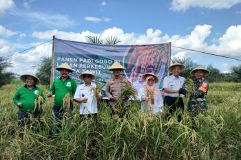 Raih untung lewat program kesatria, petani OKI berhasil panen padi gogo di lahan sawit