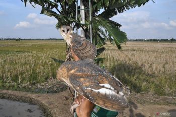Barn owls for rodent control: An old method to end farmers’ woes 
