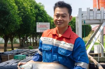 Kilang Pertamina Plaju turut mendukung program konservasi Ikan Belida