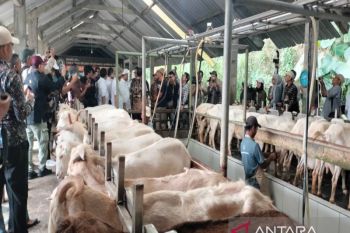 Indonesia pushes dairy goat farming to boost milk production