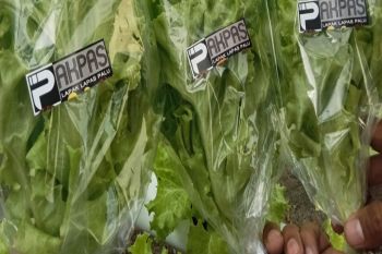 Tanaman hidroponik warga binaan diminati masyarakat